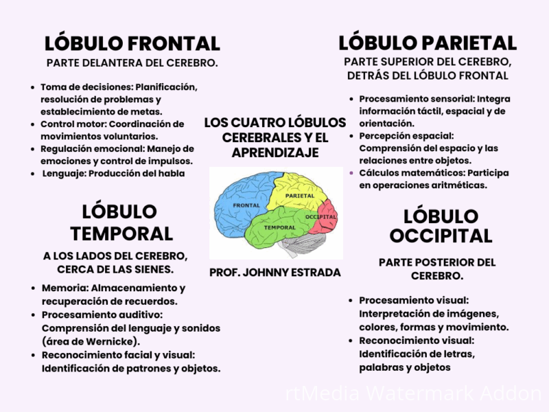 cerebro