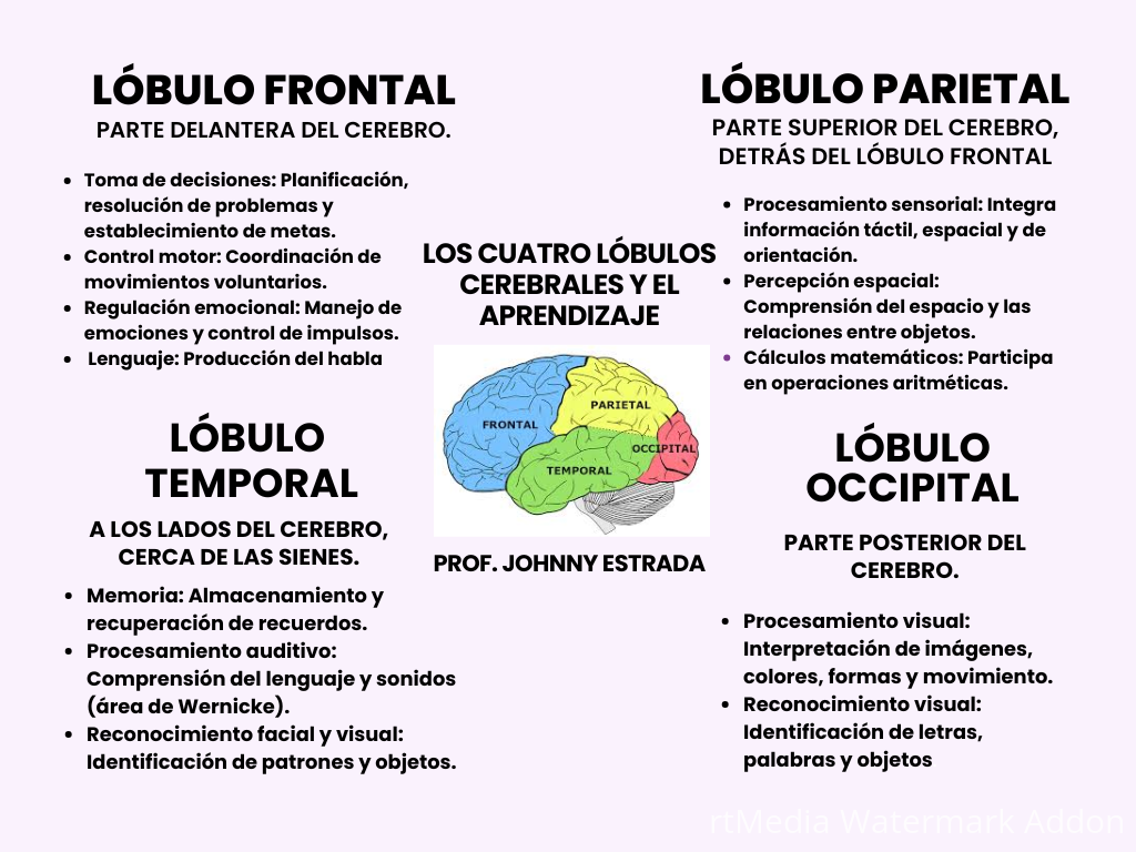 Cerebro